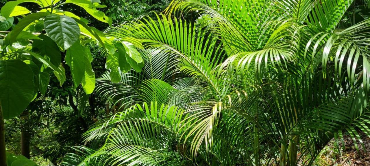 Eco Hostal Monolandia El Zaino Dış mekan fotoğraf